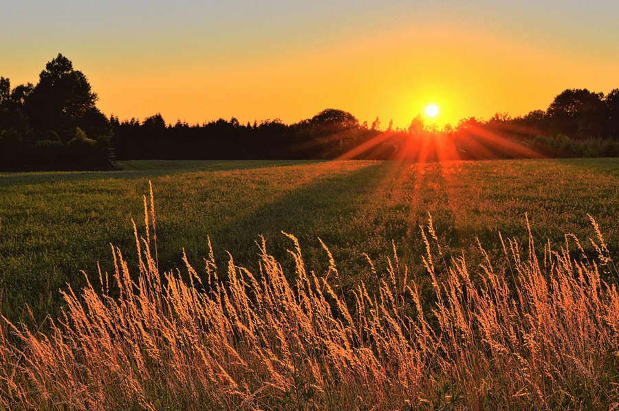 Sunset over grassy field