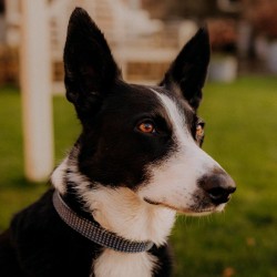 Lockey Family dog