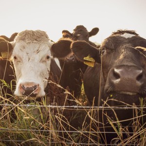 Curious cows